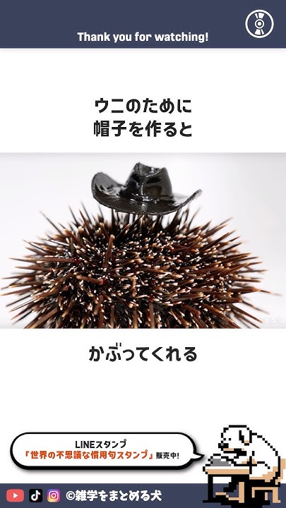 ウニに帽子を与えると